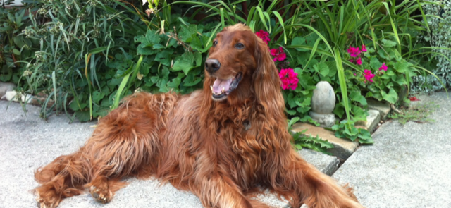 YMYW listener Nick's Irish Setter