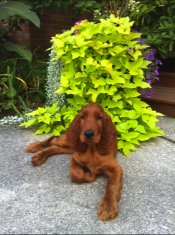 Keegan, YMYW listener Nick's Irish Setter, poses for the camera in front of a bright green vining plant
