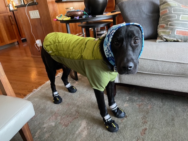 Midwestfabs' dog Jake From State Farm, ready for winter