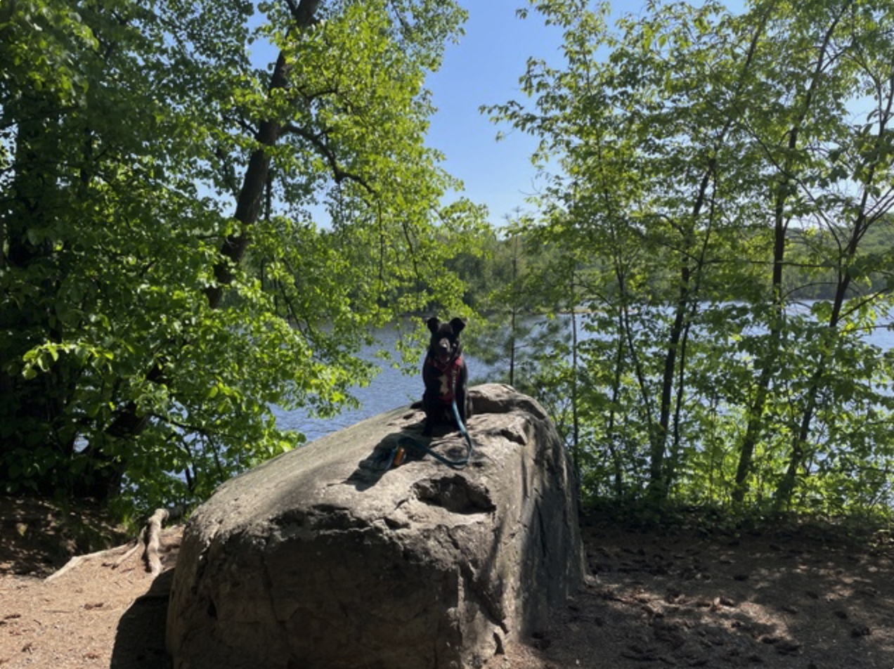midwestfabs' dog, Jake from State Farm - King of the Rock