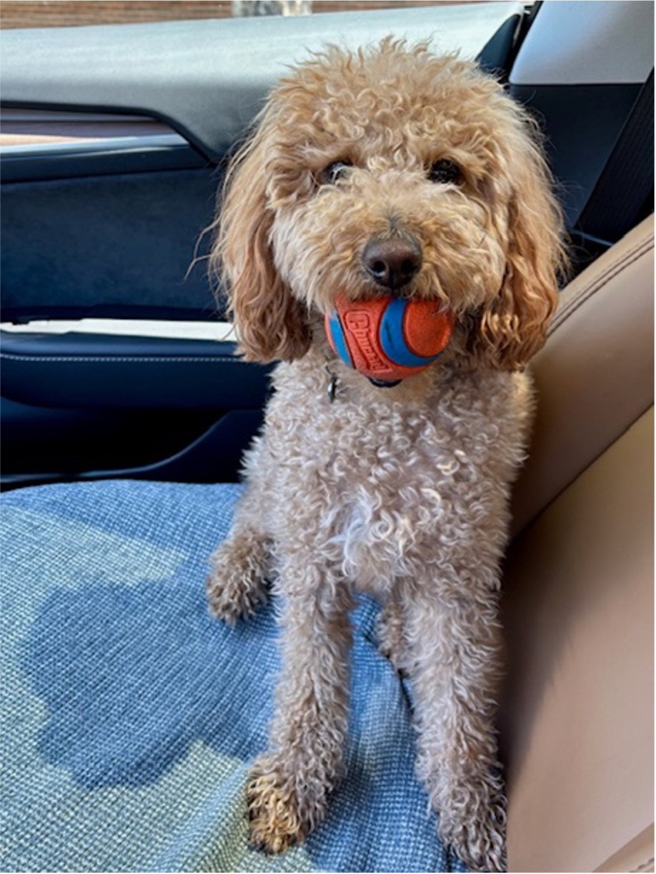 Christine's Poodley Doodley Mix